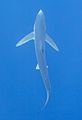 Tiburón azul (Prionace glauca), canal Fayal-Pico, islas Azores, Portugal, 2020-07-27, DD 24