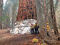 Tree fire protection at the Sequoia National Forest