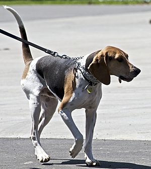 Treeing walker coonhound