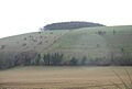 Trees atop of White Sheet Hill - geograph.org.uk - 353417