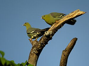 Treron australis -Ankarafantsika National Park, Mahajanga Province, Madagascar -two-8.jpg