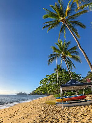 Trinity Beach sand sunshine and coconut palms