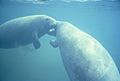 Two west Indian manatee trichechus manatus nuzzling noses together