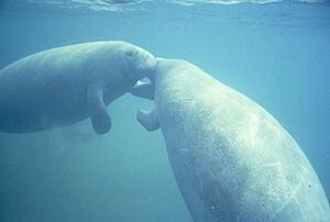 Two west Indian manatee trichechus manatus nuzzling noses together