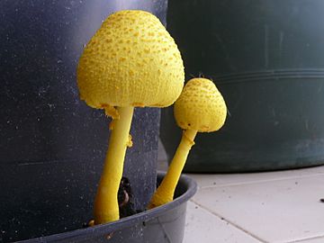 Two yellow Leucocoprinus birnbaumii in a row