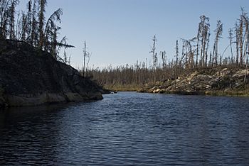 Vamp Creek showing damage from 2010 Kisseynew Lake Forest Fire.jpg