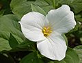 White Trillium Trillium grandiflorum Flower 2613px
