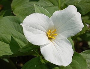 White Trillium Trillium grandiflorum Flower 2613px