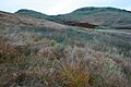 Whitespot Hill - geograph.org.uk - 598806