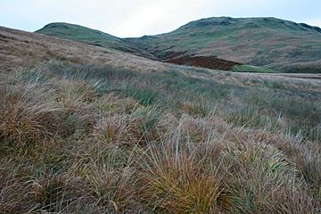 Whitespot Hill - geograph.org.uk - 598806.jpg