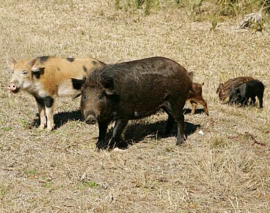 Wild hogs family