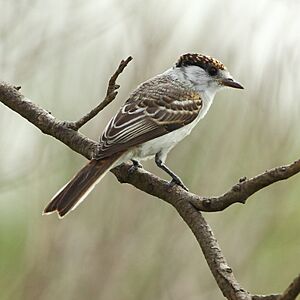 Xenopsaris albinucha - White-naped Xenopsaris