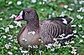 Zwerggans (Anser erythropus) - Weltvogelpark Walsrode 2011