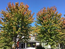2017-10-02 13 47 50 Freeman's Maples displaying the beginnings of fall color along Stockton Street (Mercer County Route 571) near Center Street in Hightstown Borough, Mercer County, New Jersey
