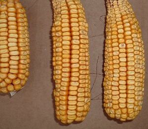 Aeroponic-biopharma-corn