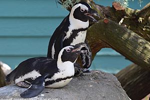 African penguin at Henson Robinson Zoo