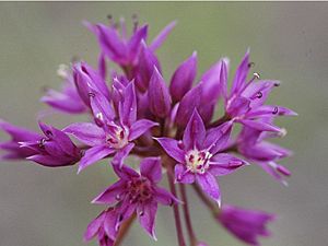 Allium Bisceptrum.jpg