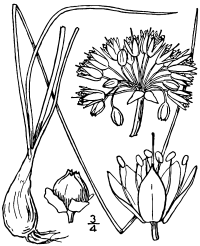 Allium stellatum illustration