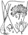 Allium stellatum illustration