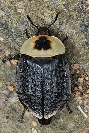 American Carrion Beetle (Necrophila americana) - Mississauga, Ontario 01