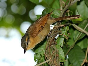 Anabacerthia lichtensteini - Ochre-breasted foliage-gleaner; São Sebastião, São Paulo, Brazil.jpg