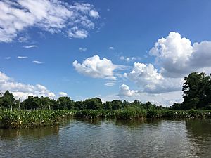 Anacostia River Washington,DC Near Kingman Island June 2017