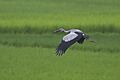 Asian Openbill In Flight Habitat Kolkata Outskirt West Bengal India 09.09.2014