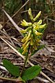 Astragalus glycyphyllos Eestis