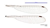Austrolestes insularis female wings (34788070216)
