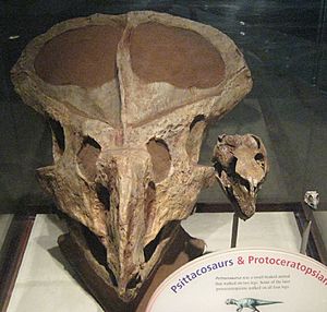 Bagaceratops rozhdestvenky