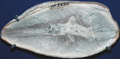 Bandringa rayi fossil shark, Mazon Creek Lagerstatte