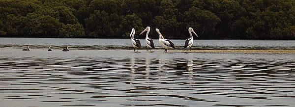 Barker inlet with pelicans