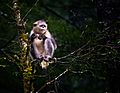 Black Snub-nosed Monkey (44489823001)
