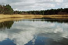 Black pond near Esher