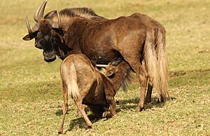Black wildebeest, or white-tailed gnu, Connochaetes gnou at Krugersdorp Game Reserve, Gauteng, South Africa (27481726105)