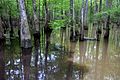 Blackwater and muddy water, Big Thicket NP. Jack Gore Baygall Unit, Hardin Co. TX; 3 Apr 2020