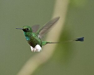 White-booted racket-tail Facts for Kids