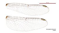 Brachydiplax denticauda female wings (34215848654)