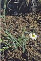 Brachyscome basaltica flower & foliage