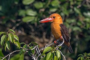 Brown-winged kingfisher Prasanna Mamidala