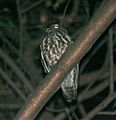 Brown Hawk Owl (Ninox scutulata) at Samsing, Duars, West Bengal W IMG 5936