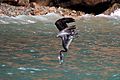Brown pelican (Pelecanus occidentalis occidentalis) diving
