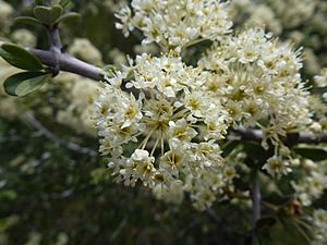Buckbrush Bloom