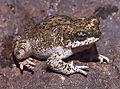 Bufo punctatus02