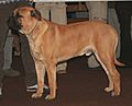 Bullmastif 555