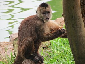 C. olivaceus SP Zoo 2