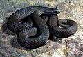 CSIRO ScienceImage 7486 Whitelipped Snake