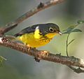 Canada Warbler on Bough