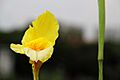 Canna indica var. flava (11)
