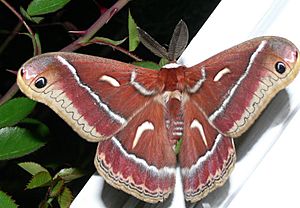 Ceanothus Moth.jpg
